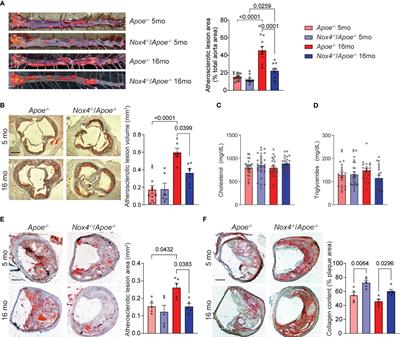 Mitochondrial dysfunction and metabolic reprogramming induce macrophage pro-inflammatory phenotype switch and atherosclerosis progression in aging